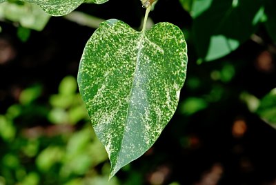 Syringa vulgaris 'Aucubifolia' - šeřík obecný - list
